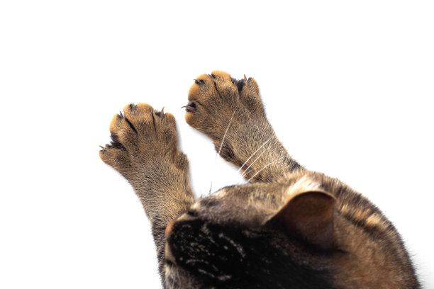 猫爪和爪子孤立在白色背景上图片下载