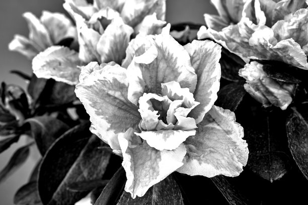 白色和粉红色的杜鹃花的细节图片下载