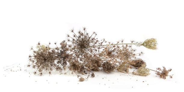 干燥的野生花，胡萝卜，种子孤立在白色的背景上。图片下载