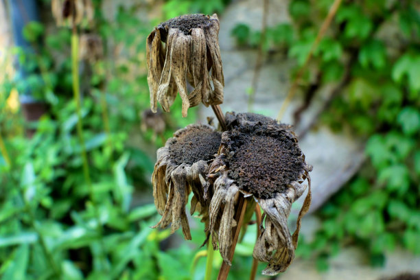 衰减Leucanthemum花朵图片下载