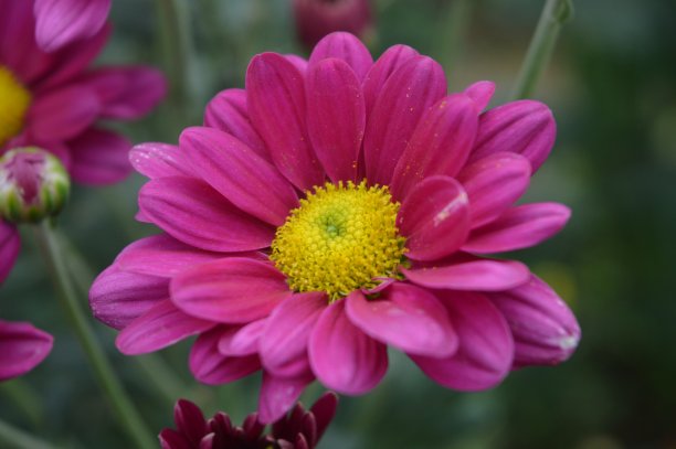 美丽的盛开的粉红色花朵图片下载