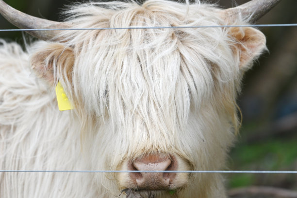 白色高地牛图片下载