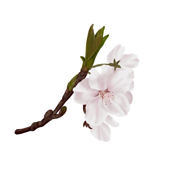 水彩画风格，真实的樱花与平静的颜色，没有线条画图片下载