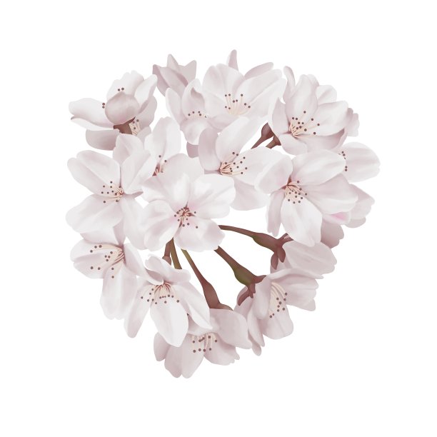 水彩画风格，真实的樱花与平静的颜色，没有线条画图片下载