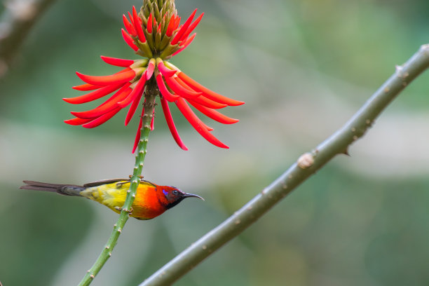 古尔德夫人的太阳鸟图片下载