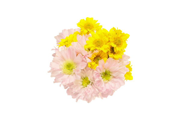 白底上的一束菊花图片下载