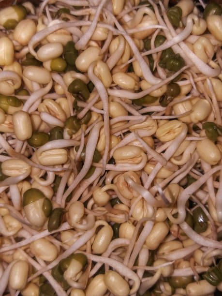 绿豆发芽图片下载