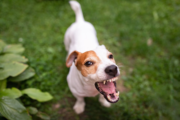 狗对着镜头吠叫。杰克罗素梗。图片下载