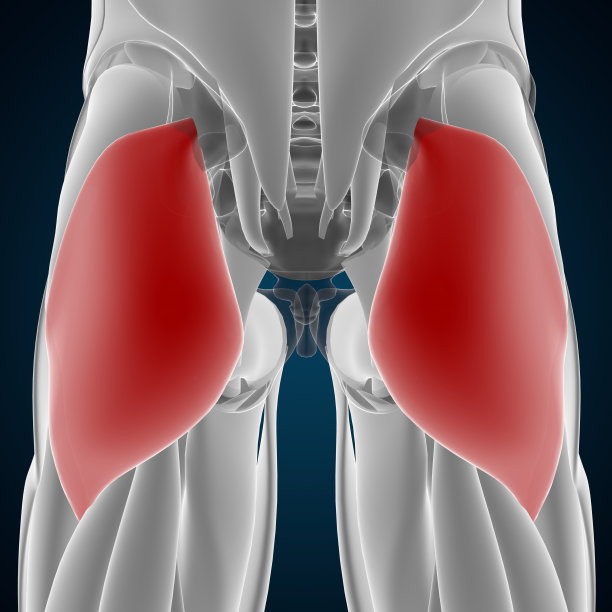 人体肌肉系统腿部肌肉臀大肌解剖图片下载