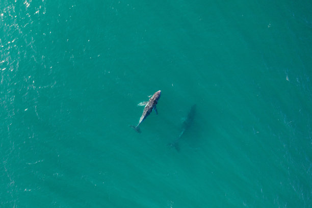 鸟瞰图的鲸鱼游泳通过惊人的蓝色热带水域。图片下载