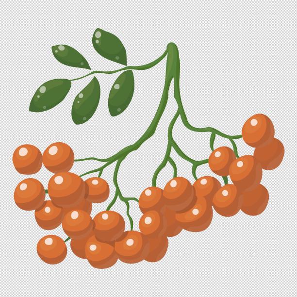 果实绿植植物图片下载