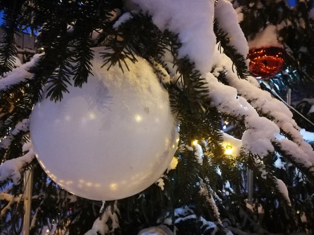 冬天的城市景色装饰冷杉树被雪覆盖图片下载