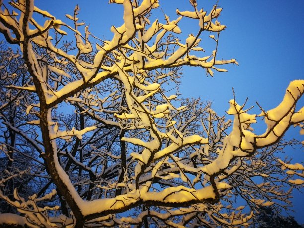 背景图片的雪覆盖树枝在蓝色的天空图片下载