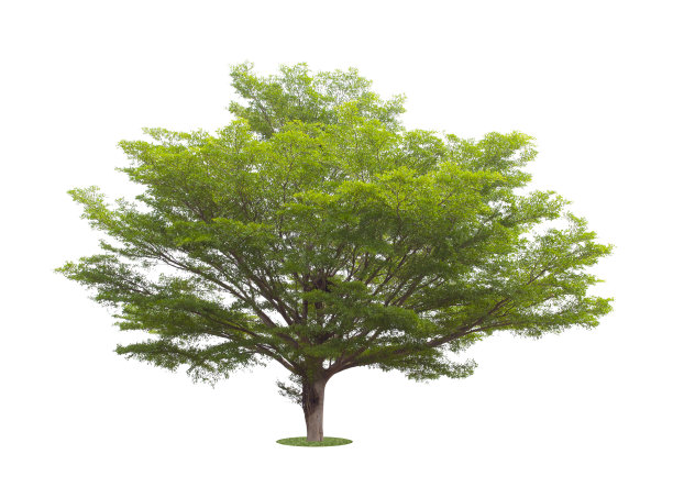 清新的大绿树孤立在白色。图片下载