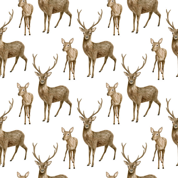 水彩鹿无缝图案。手绘逼真的雄鹿与鹿角，小鹿宝宝孤立在白色的背景。图片下载