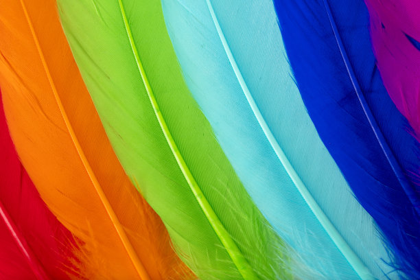 羽毛集特写(多色)图片下载