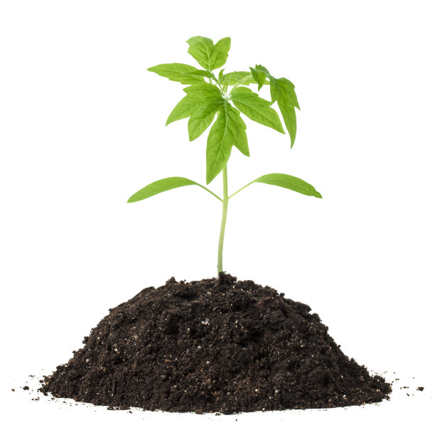 绿芽在泥土中孤立在白色上图片下载
