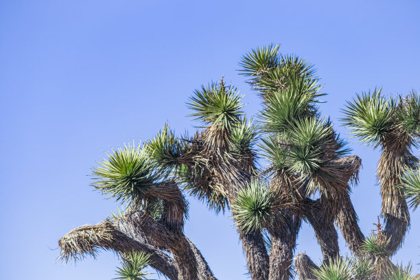 约书亚树国家公园，莫哈韦沙漠，加州图片下载