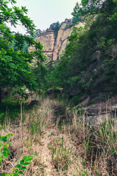 原始森林、自然风光、山谷、丛林、岩石、溪流、林荫小道图片下载
