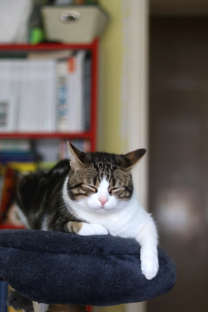 室内的猫图片下载