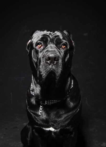 那不勒斯獒犬黑大犬巨型品种图片下载