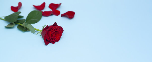 蓝色背景上的玫瑰花瓣和文字空间图片下载
