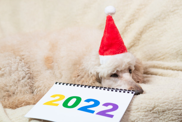 2022年的数字，一只疲惫的狗躺在沙发上。图片下载