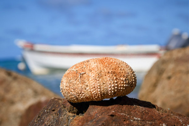 加勒比海前的海胆图片下载