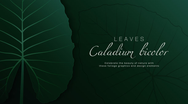 热带自然绿色卡拉叶模板背景与空间为您的文本。复古风格的色调纹理设计。适合海报，封面，横幅，宣传册，网站，传单，演示文稿，广告图片下载