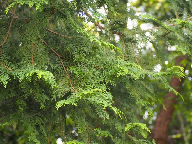 日本柏叶(日本柏树，圆柏)图片下载