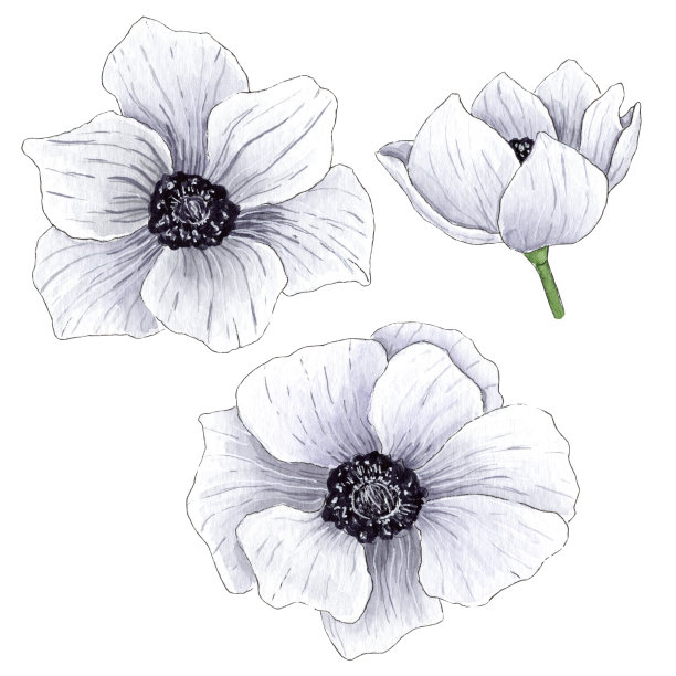 手绘水彩画白色海葵花。图片下载