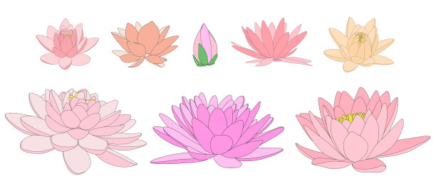 荷花在不同的花朵和形状。不同类型的睡莲的黑白插图。图片下载