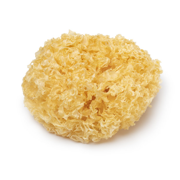 白色底色上单株全干白耳图片下载