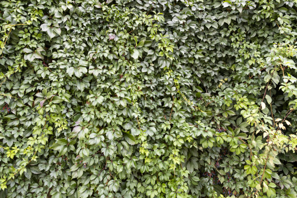 墙上缠绕着绿色的攀缘植物。图片下载