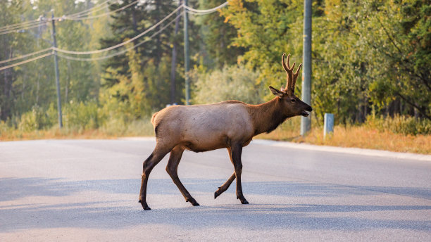麋鹿过马路图片下载
