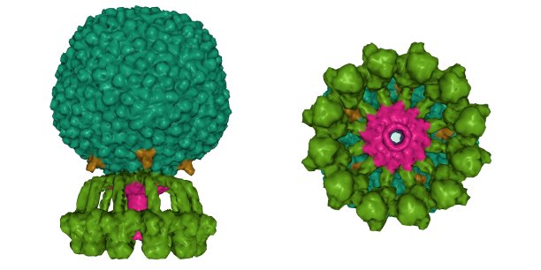 天然噬菌体P68的结构。图片下载
