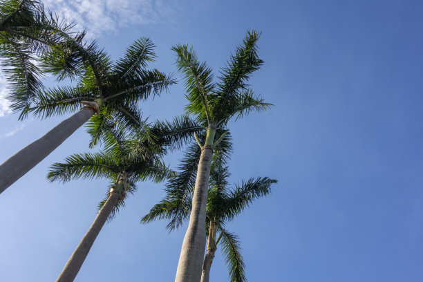 棕榈树在蓝天下图片下载