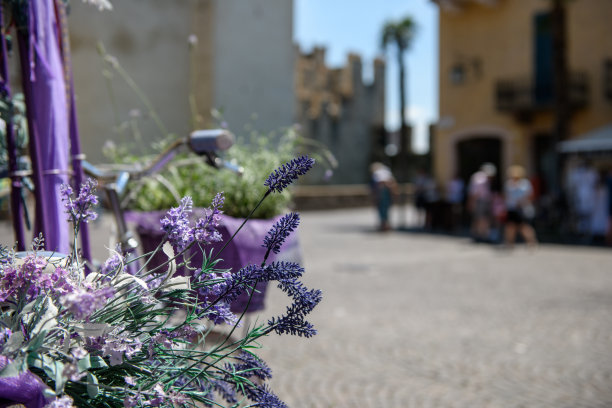 薰衣草图片下载