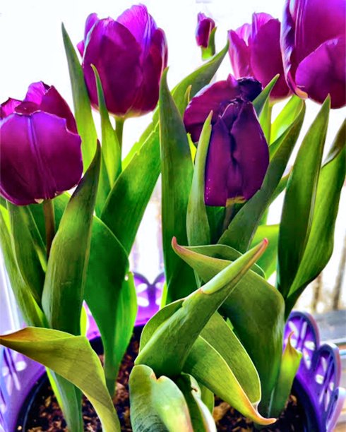 生机勃勃的紫色郁金香在欢快的花盆中盛开在充满春天阳光的房间-股票照片图片下载