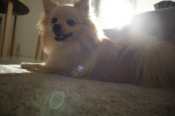 漂亮的德国斯皮兹犬，淡黄色图片下载