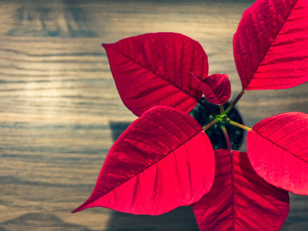 木桌上有一株漂亮的红植物。图片下载