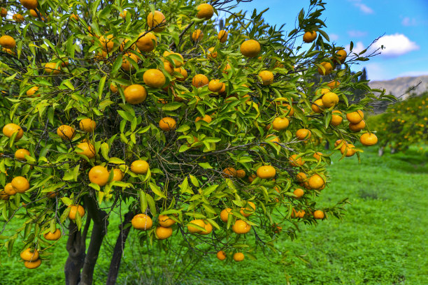 橘子树图片下载