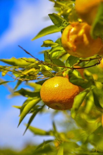 橘子树图片下载