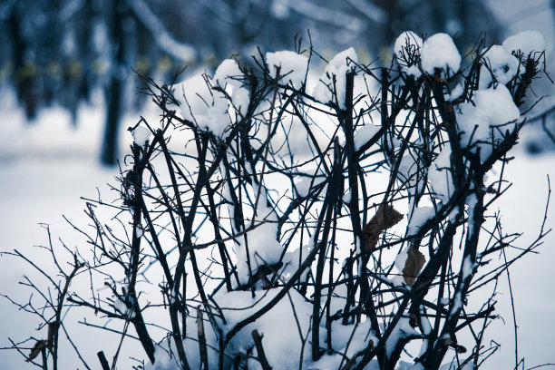 灌木的树枝上覆盖着雪图片下载