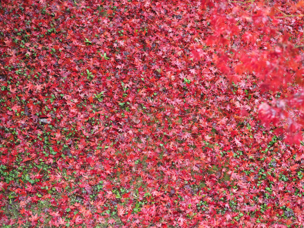 红叶纹理背景图片下载