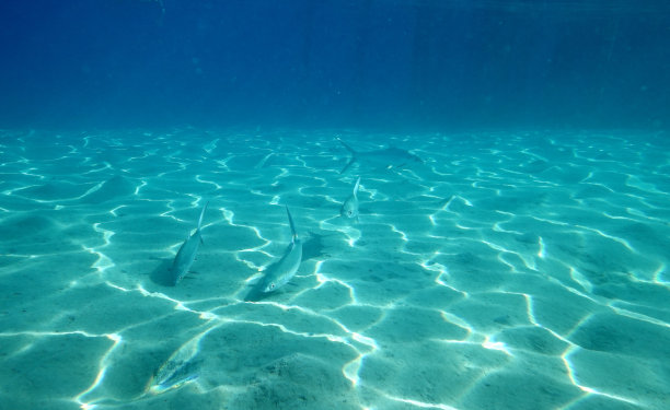 水下的背景图片下载