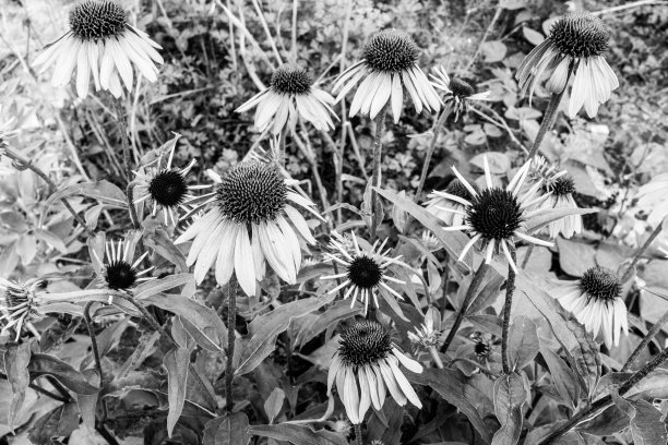 黑色和白色的紫锥花。紫锥菊背景海报，品牌，日历，多色卡片，横幅，封面，帖子，网站标题。高质量的照片图片下载
