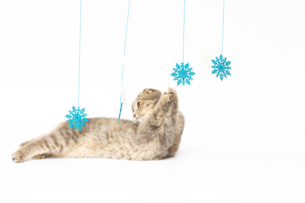 苏格兰折猫银色的苏格兰猫在白色的背景上玩着雪花，温暖的冬天图片下载