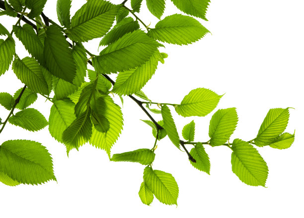 带着美丽绿叶的小树枝被孤立在白色的背景上。用于装饰的植物元素。模板设计图片下载