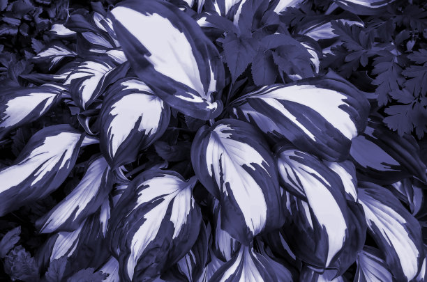 这花的寄主长在地上。有很多开花植物。非常佩里蓝莓色图片下载